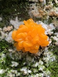 Naematelia aurantia image