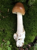 Amanita amerifulva image