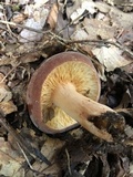 Lactifluus corrugis image