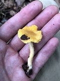 Cantharellus appalachiensis image