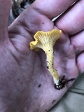 Cantharellus appalachiensis image