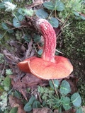 Butyriboletus frostii image