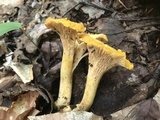 Cantharellus enelensis image