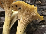 Cantharellus enelensis image