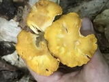 Cantharellus enelensis image