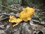 Cantharellus enelensis image