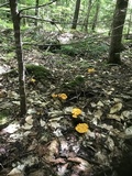 Cantharellus enelensis image