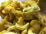 Cantharellus enelensis image