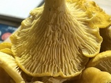 Cantharellus enelensis image