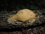 Fuligo septica image