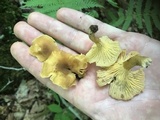 Cantharellus appalachiensis image