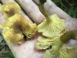 Cantharellus appalachiensis image