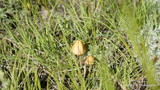 Conocybe tenera image