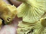 Cantharellus appalachiensis image