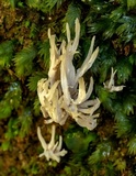 Clavulina coralloides image