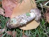 Leccinum cyaneobasileucum image