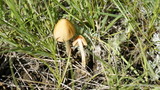 Conocybe tenera image