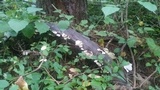 Marasmiellus albus-corticis image