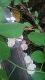 Marasmiellus albus-corticis image