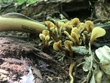 Spathulariopsis velutipes image