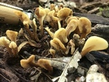 Spathulariopsis velutipes image