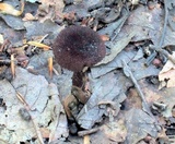 Inocybe tahquamenonensis image