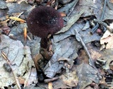 Inocybe tahquamenonensis image