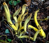 Clavulinopsis depokensis image