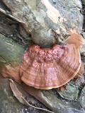 Ganoderma sessile image