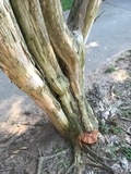 Ganoderma sessile image