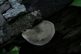 Pluteus americanus image