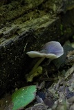 Pluteus americanus image