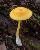 Entoloma unicolor image
