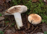Russula compacta image