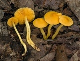 Humidicutis marginata image
