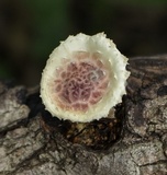Pholiota polychroa image