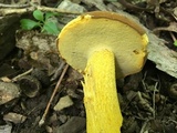 Boletus auripes image