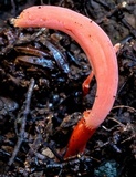 Clavulinopsis corallinorosacea image