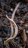 Clavulina tasmanica image