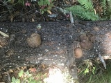 Tapinella atrotomentosa image