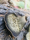 Tapinella atrotomentosa image
