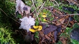 Microglossum rufum image