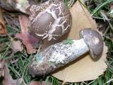 Leccinum cyaneobasileucum image