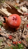 Calostoma cinnabarinum image