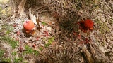Calostoma cinnabarinum image