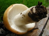 Russula fragrantissima image