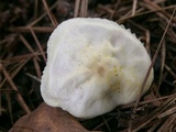 Agaricus floridanus image