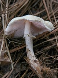 Agaricus floridanus image