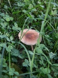 Gymnopus luxurians image