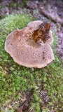 Coltricia cinnamomea image